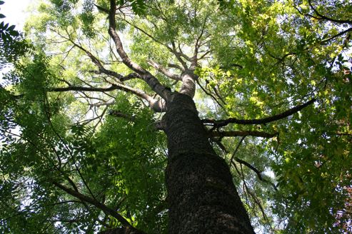 اشجار الدردار في طريق الزوال بفرنسا