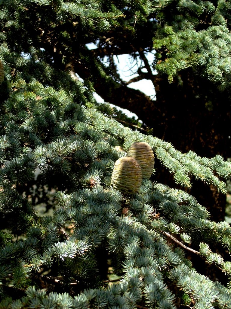 Cèdre cônes à Chélia Yabous