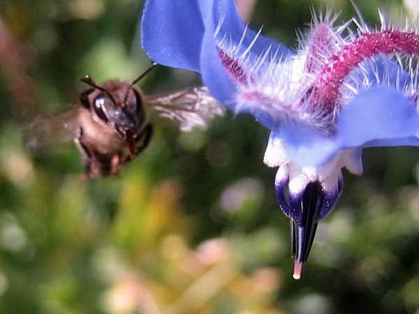 Abeille El hamma Khenchela