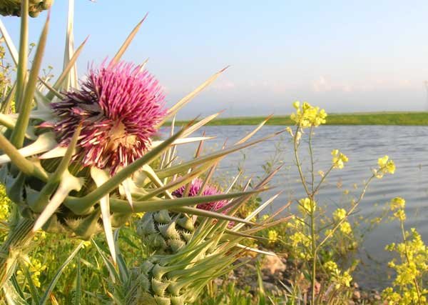 R'mila wilaya de Khenchela