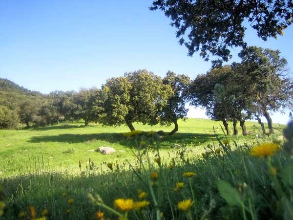 Un verger de pommier à Boulaghmane Taouzient