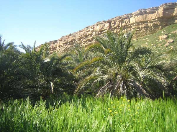 Oasis à El Ouldja Khenchela