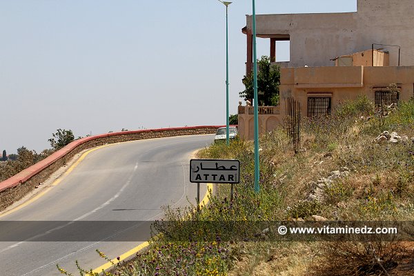 El Attar village des Cerisiers au Plateau de Lalla Setti, une année généreuse en cerises