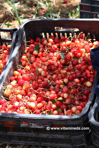 Cerisiers au Plateau de Lalla Setti, une année généreuse en cerises
