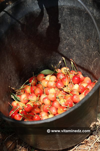 Cerisiers au Plateau de Lalla Setti, une année généreuse en cerises
