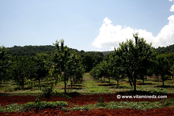 Cerisiers au Plateau de Lalla Setti, une année généreuse en cerises