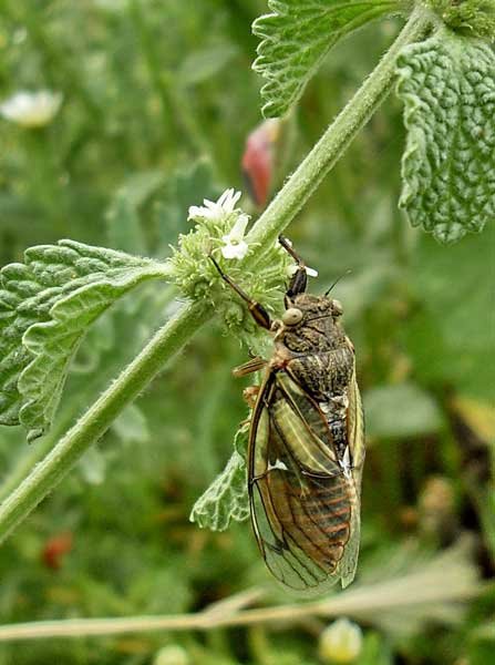 THIGHAZA M'SARA   KHENCHELA