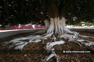 Arbre géant en Caoutchouc