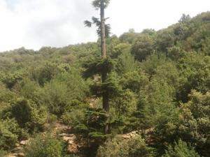 Venez découvrir les plus beaux paysages de Yabous Khenchela