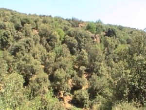 Venez découvrir les plus beaux paysages de Yabous Khenchela