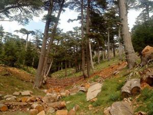 Les plus beaux endroits de Yabous