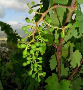 Les plus beaux endroits de Yabous