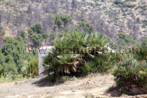 Photo Tlemcen  marabout à Ouchba