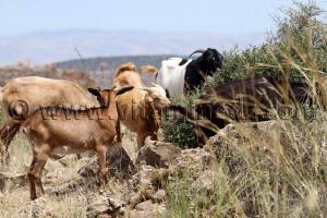 Photo Tlemcen  chevres à El Ourit