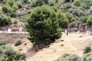 Photo Tlemcen  berger a El Ourit