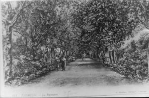 Photo Ancienne de Tlemcen  La pépinière