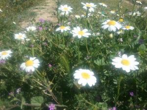 Les plus beaux endroits de Yabous