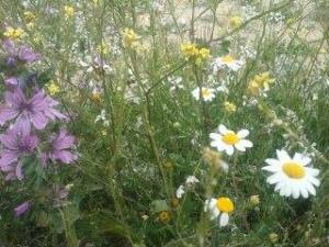 Les plus beaux endroits de Yabous