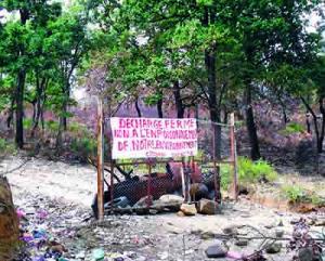 Désastre écologique en cours à Azazga:  La mort absurde de la forêt de Yakouren