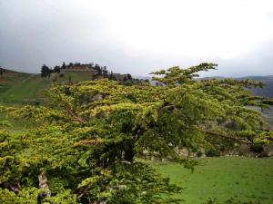 Djebel Chélia un lieu magnifique à visiter BOUHMAMA