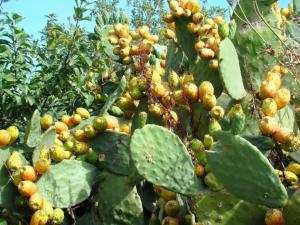 FIGUES DE BARBARIES (roumith en bèrbère) DE OULED AISSA  ZATIMA BENIMILEUK