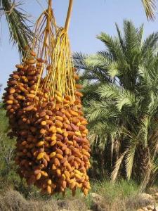 واحة جميلة بالولجة