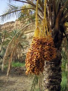 لولجة بلدية سياحية فلاحية  بامتياز