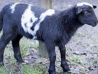 Planète - ll s'agit d'un croisement entre un mouton et une chèvre:  Naissance d'un “chabin” aux États-Unis