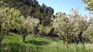 يابوس  بلدية  سياحية  وفلاحية خاصة انتاج الفواكه .بستان التفاح