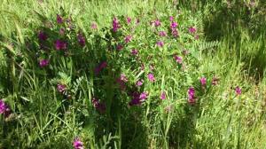 جمال الطبيعة في الربيع  * يابوس الراحة التامة *