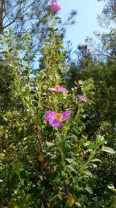 جمال الطبيعة في الربيع  * يابوس الراحة التامة *