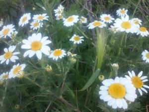 جمال الطبيعة بيابوس بجمال سكانها ولاية حنشلة