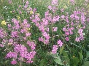 الربيع بيابوس جنة الدنيا