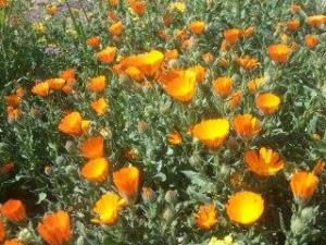 الربيع بيابوس جنة الدنيا