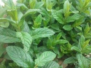 حتى النعناع فموطنه يابوس