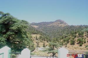 اشجار الارز بجبل شليا الشامجة