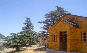 اشجار الارز بجبل شليا الشامجة--نزل شليا السياحي ---بوحمامة