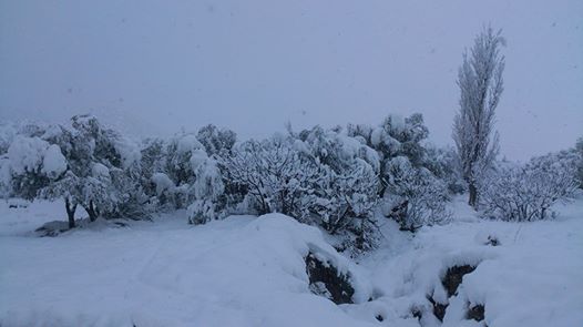 Chélia couverte de neige    Yabous Décembre 2013