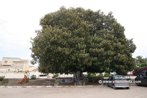 Arbre géant en Caoutchouc