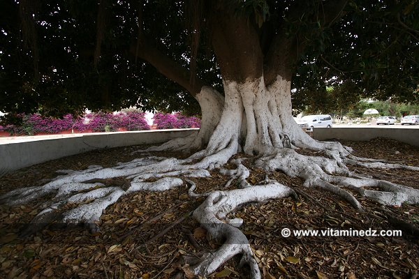 Arbre géant en Caoutchouc