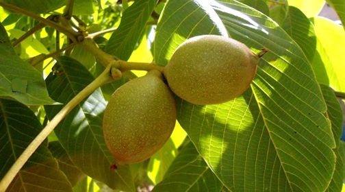 Les plus beaux endroits de Yabous