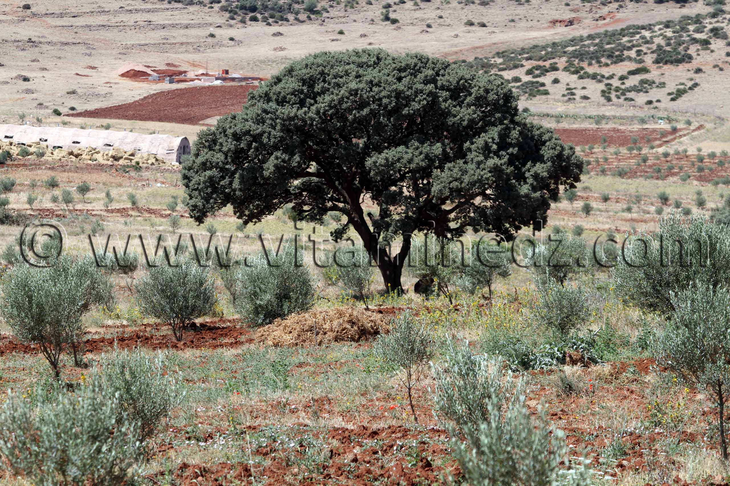 Photo Tlemcen chene liège près de Ouchba