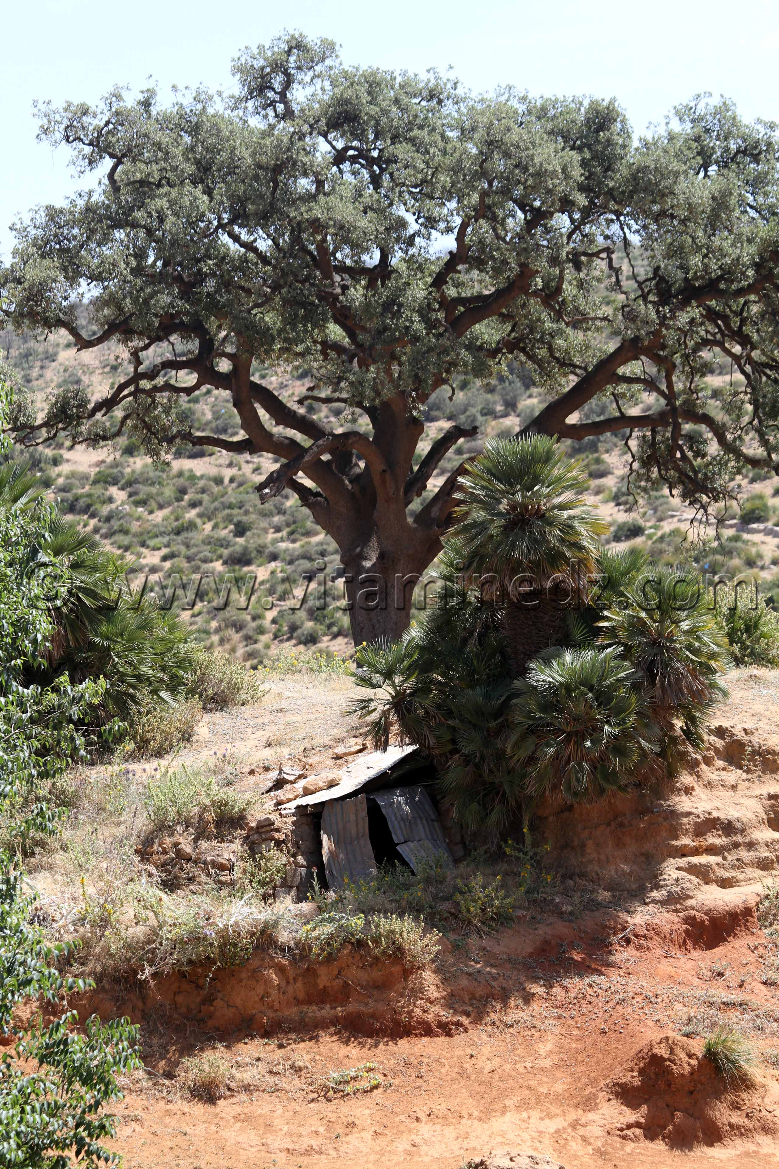 Photo Tlemcen chene liege à Ouchba