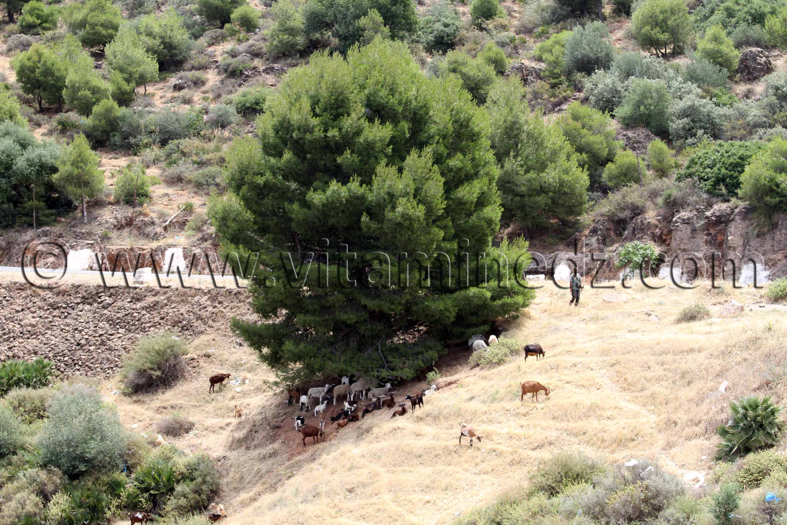 Photo Tlemcen  berger a El Ourit