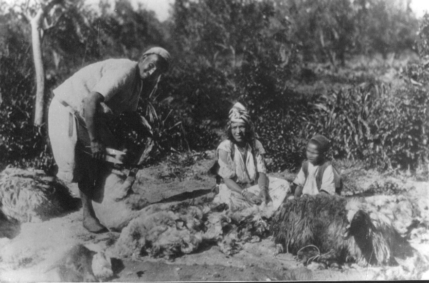 Photo Ancienne de Tlemcen  tente de mouton
