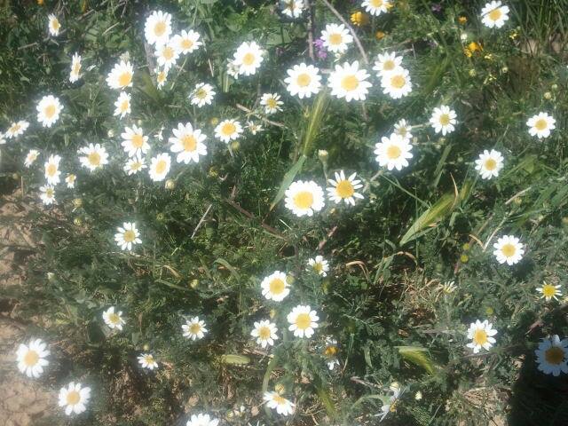 Les plus beaux endroits de Yabous