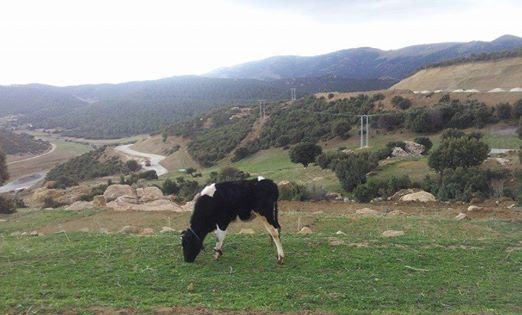 Les plus beaux endroits de Yabous