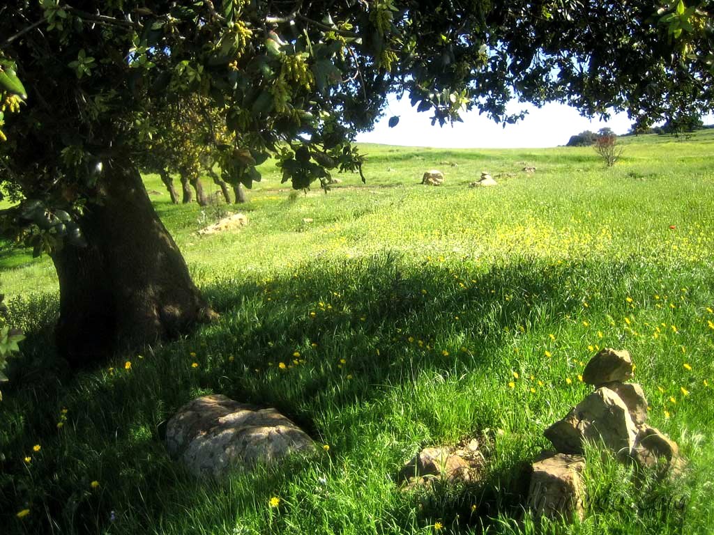 les beaux paysages de bouhmama