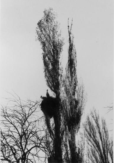 Les cigognes ---Ain Mimoun ----TAMZA