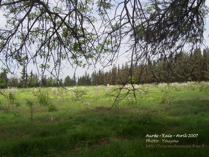 Pépinière  de KAIS